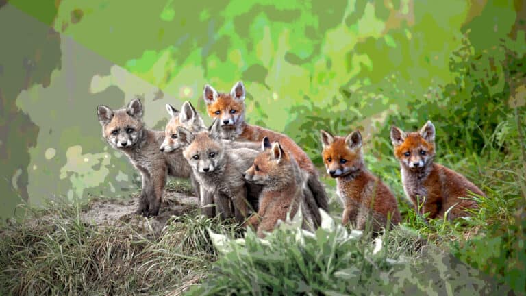 A complete guide to style transfer featuring a group of foxes in a grassy area.